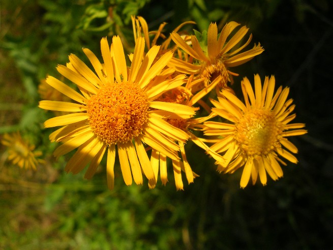 Pentanema spiraeifolium (=Inula spiraeifolia) / Enula uncinata